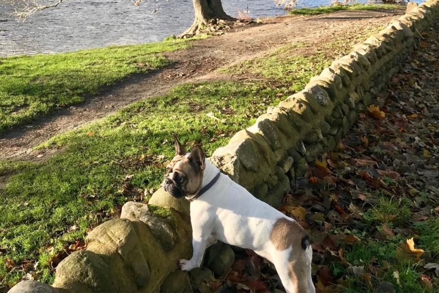 Masons Campsite River View Bolton Abbey Dog