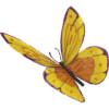 Butterfly copy