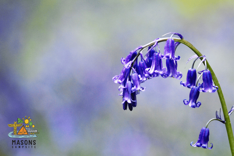 A bluebell in focus