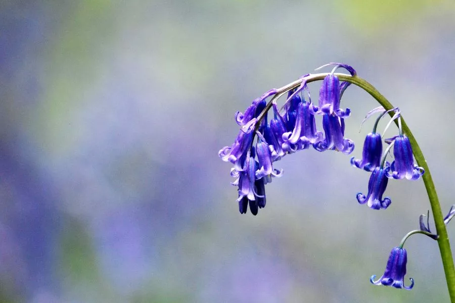 A bluebell in focus